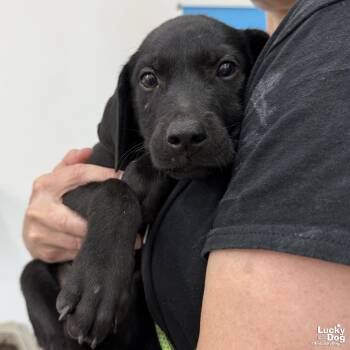 Donnie -  Labrador Retriever Dog for Adoption in Washington, District Of Columbia - Donnie | PetCurious