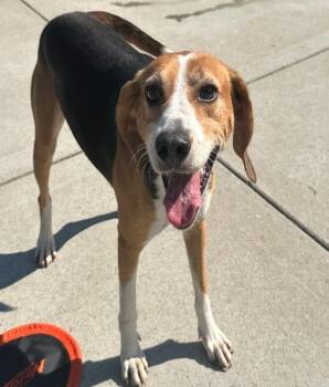 Champ -  Hound Dog for Adoption in Suffolk, Virginia - Champ | PetCurious
