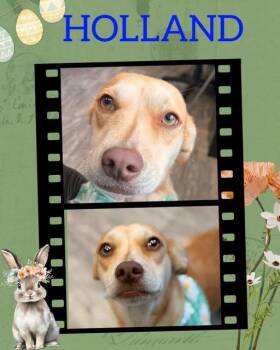 Chihuahua and Hound Dogs Available for Adoption - Holland | PetCurious