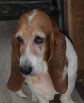 Bailey -  Basset Hound Dog for Adoption in Pahrump, Nevada - Bailey | PetCurious