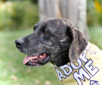 Peeta -  Mountain Cur Dog for Adoption in Hopkinton, Massachusetts - Peeta | PetCurious