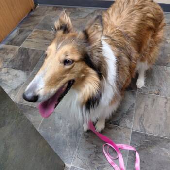 Collie Dogs Available for Adoption in Hazleton, Iowa - Luna | PetCurious