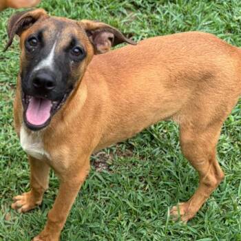 Baller -  Terrier Dog for Adoption in Wheeling, Illinois - Baller | PetCurious