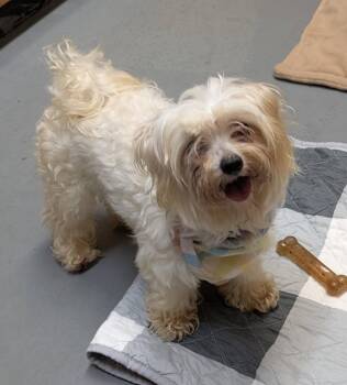 Schmiggy -  Maltese and Lhasa Apso Dog for Adoption in Warren, Michigan - Schmiggy | PetCurious