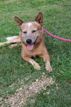 Rescue Mixed Breed Dogs for Adoption in Columbia, Tennessee - HUEY | PetCurious