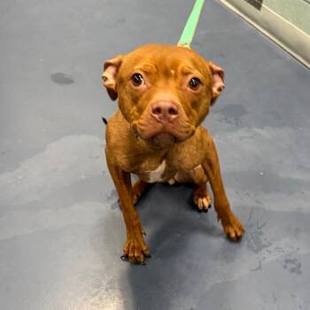 Rescue Mixed Breed Dogs for Adoption in Greensboro, North Carolina - Pumpkin | PetCurious