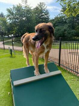 Beary -  Golden Retriever Dog Available for Adoption - Beary | PetCurious