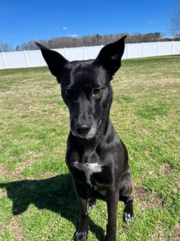 Meet Hana- A Bright, Happy Companion Looking for Her Forever Hom -  Labrador Retriever and Shepherd Dog for Adoption in Chesapeake, Virginia - Meet Hana- A Bright, Happy Companion Looking For Her Forever Hom | PetCurious