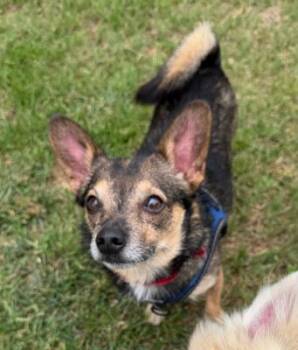 Poquito -  Chihuahua Dog for Adoption in Santa Paula, California - Poquito | PetCurious