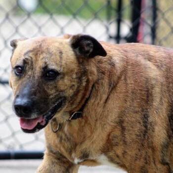 Molly -  Mountain Cur and Mixed Breed Dog for Adoption in Indianapolis, Indiana - Molly | PetCurious