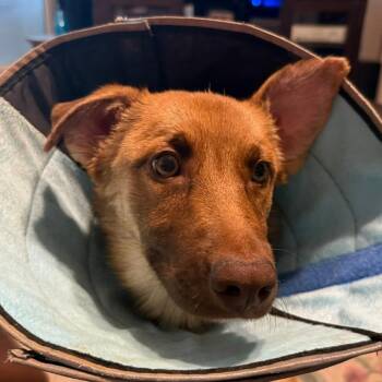 Shepherd and Mixed Breed Dogs Available for Adoption in Raleigh, North Carolina - Leiney | PetCurious