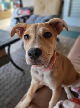 Mixed Breed Dogs Available for Adoption - Soleil | PetCurious