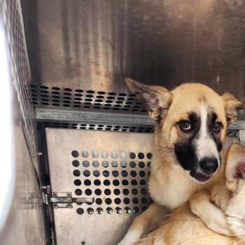 Zarey -  German Shepherd Dog and Husky Dog for Adoption in Birmingham, Alabama - Zarey | PetCurious
