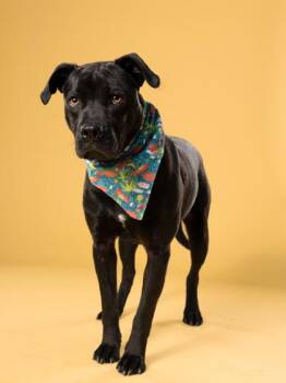 Toodles of Oodles -  American Staffordshire Terrier and Mixed Breed Dog for Adoption in Atlanta, Georgia - Toodles Of Oodles | PetCurious