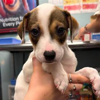 Bonnie Doo -  Mixed Breed Dog for Adoption in Edwardsville, Illinois - Bonnie Doo | PetCurious
