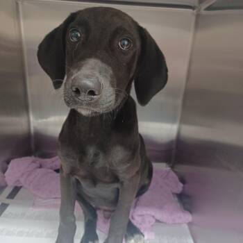 Dally -  Labrador Retriever and Treeing Walker Coonhound Dog for Adoption in Hattiesburg, Mississippi - Dally | PetCurious