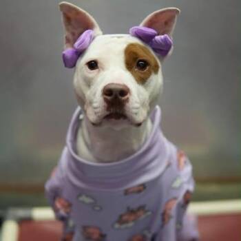 Trixie -  American Staffordshire Terrier Dog for Adoption in Pittsburgh, Pennsylvania - Trixie | PetCurious
