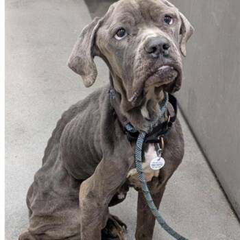 Cane Corso Dogs Available for Adoption in Manchester, Pennsylvania - Freyja | PetCurious