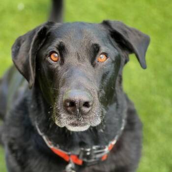 Labrador Retriever Dogs Available for Adoption in San Diego, California - Henry | PetCurious