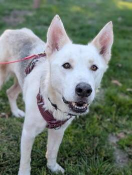 Blaze -  Siberian Husky Dog for Adoption in Santa Rosa, California - Blaze | PetCurious