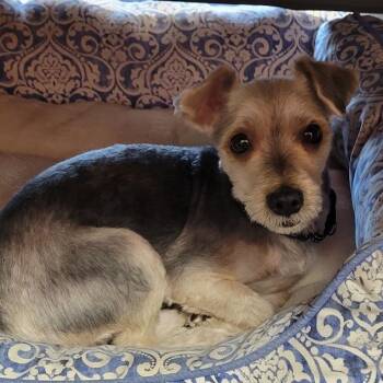 Snickels -  Yorkshire Terrier and Maltese Dog for Adoption in Grand Island, Nebraska - Snickels | PetCurious