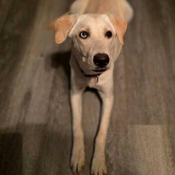 Loving Luna -  Yellow Labrador Retriever Dog for Adoption in La Center, Washington - Loving Luna | PetCurious