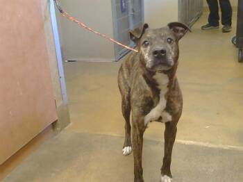 ROCKO -  Staffordshire Bull Terrier Dog for Adoption in Sacramento, California - ROCKO | PetCurious