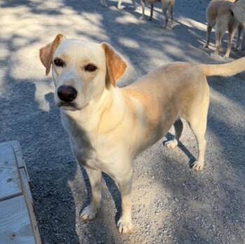 PIKE -  Labrador Retriever and Golden Retriever Dog for Adoption in Louisville, Kentucky - PIKE | PetCurious