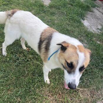 Kobe -  Great Pyrenees and Mixed Breed Dog for Adoption in Waco, Texas - Kobe | PetCurious