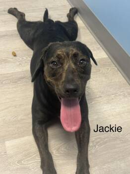 Jackie -  Beagle and Hound Dog for Adoption in Ulster, Pennsylvania - Jackie | PetCurious