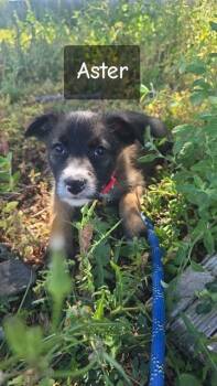 ASTER -  German Shepherd Dog and Pit Bull Terrier Dog for Adoption in Casper, Wyoming - ASTER | PetCurious