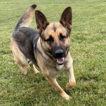 Ivy -  German Shepherd Dog Dog Available for Adoption in Greeneville, Tennessee - Ivy | PetCurious