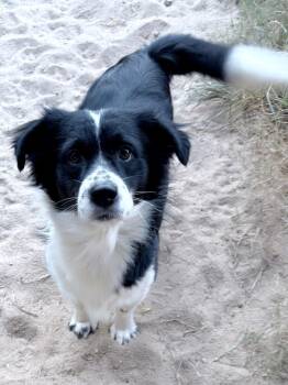 Rescue Spaniel Dogs for Adoption in Centerville, Georgia - Malachi | PetCurious