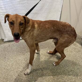 IVHS-Stray-142462 -  Shepherd Dog for Adoption in San Gabriel, California - IVHS-Stray-142462 | PetCurious