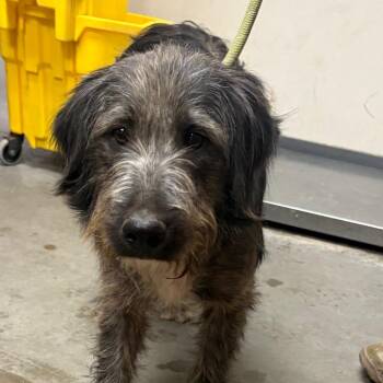 samsung -  Terrier and Mixed Breed Dog for Adoption in Yuma, Arizona - Samsung | PetCurious