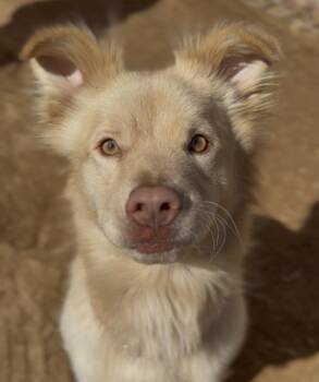 Husky and Golden Retriever Dogs Available for Adoption - Bolt | PetCurious