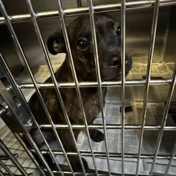 Camo -  Mixed Breed Dog Available for Adoption in Gadsden, Alabama - Camo | PetCurious