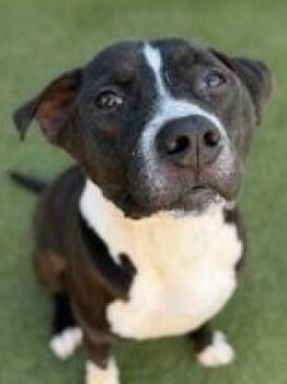 Rebel -  Pit Bull Terrier Dog for Adoption in Denton, Texas - Rebel | PetCurious