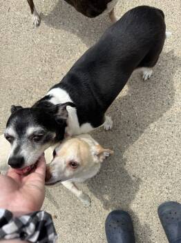 Chihuahua and Jack Russell Terrier Dogs Available for Adoption in Plymouth, Michigan - Gigi | PetCurious