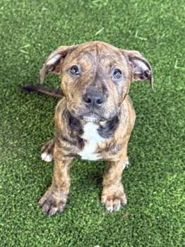 Mixed Breed Dogs Available for Adoption in West Chester, Pennsylvania - Kisses | PetCurious