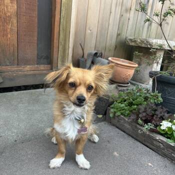 Spring -  Papillon and Chihuahua Dog for Adoption in North Vancouver, British Columbia - Spring | PetCurious