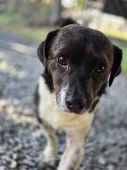 Manny -  Border Collie and Chihuahua Dog for Adoption in Albemarle, North Carolina - Manny | PetCurious