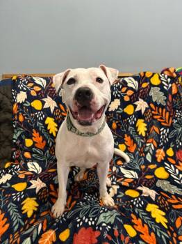 Gloria -  Pit Bull Terrier Dog for Adoption in Marion, Ohio - Gloria | PetCurious