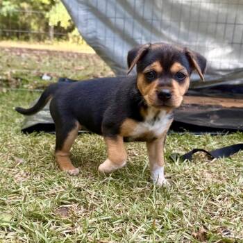 Cooper_2_3_4_5 -  Beagle and Mixed Breed Dog for Adoption in Opelika, Alabama - Cooper_2_3_4_5 | PetCurious