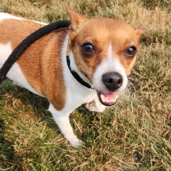 Princessa -  Chihuahua Dog for Adoption in Fort Wayne, Indiana - Princessa | PetCurious