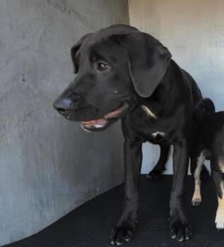 BELLE -  Labrador Retriever Dog for Adoption in San Antonio, Texas - BELLE | PetCurious