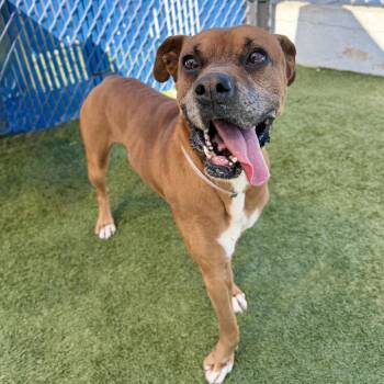 Boxer Dogs Available for Adoption - Mater | PetCurious