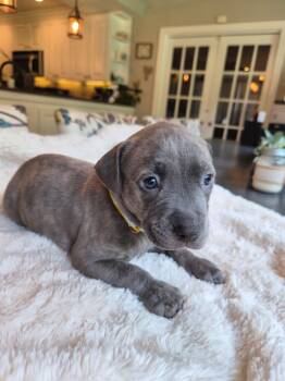 Reba McEntire - Country Legend Litter -  Pit Bull Terrier Dog for Adoption in Holly Springs, North Carolina - Reba McEntire - Country Legend Litter | PetCurious