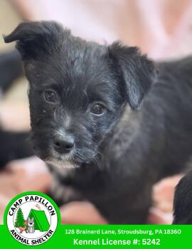 Poodle and Golden Retriever Dogs Available for Adoption - Sandy | PetCurious