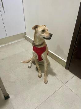 Freddy -  Labrador Retriever Dog for Adoption in Gig Harbor, Washington - Freddy | PetCurious